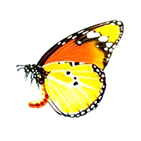 파티복닷컴 나비 웬디 타투 스티커, AC95, 1개