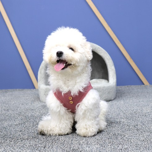 사랑하는 반려동물을 위한 완벽한 안식처