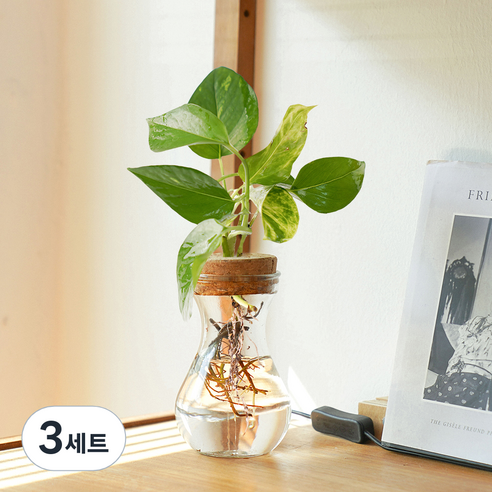 메이크정글 공기정화 수경재배 식물 스킨답서스 글래시 No 9 DIY 세트, 혼합색상, 3세트