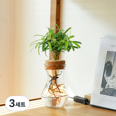 메이크정글 공기정화 수경재배 식물 나한송 글래시 No 9 DIY 세트, 혼합색상, 3세트