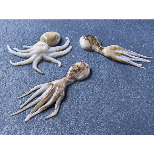 냉동실에 쟁여두고 언제든 맛있는 바이오션 주꾸미