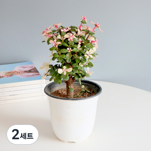 모리앤 사랑목 다육이 중품 포트식물, 혼합색상, 2세트