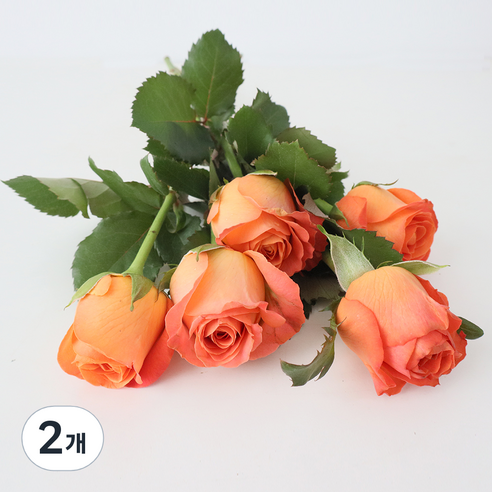 모리앤 장미 생화단 5대, 코랄 오렌지, 2개