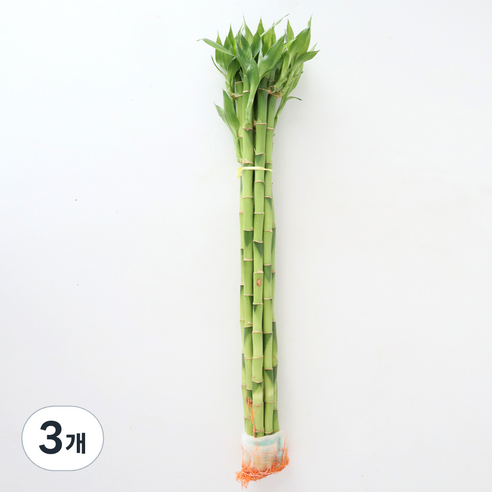 모리앤 개운죽 50cm 10입, 혼합색상, 3개