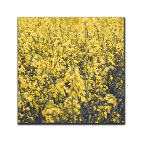 파랑디자인 캔버스 액자 - 사진, 작은 꽃 시리즈1