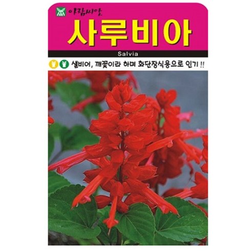저스틴앤클로이 사루비아500립 고급꽃씨