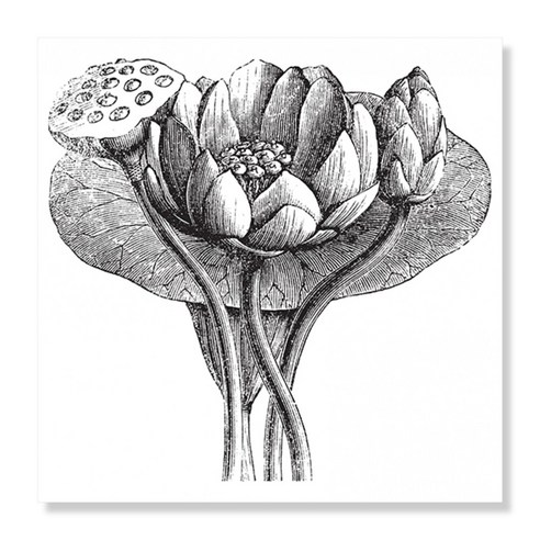 디아섹액자 벽걸이및테이플용, American Lotus