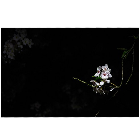 UVDS 아트보드 주방시트지 어둠속의 꽃, 1개