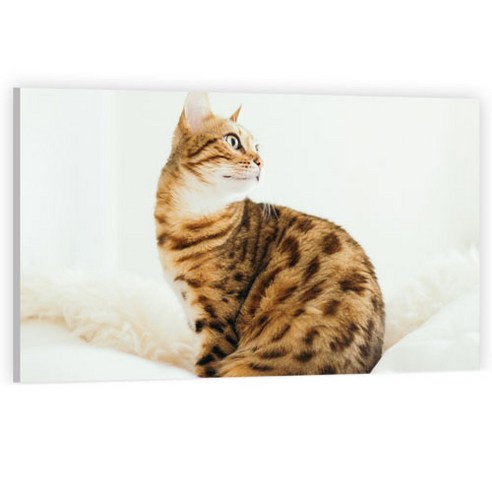 유브이디에스 아트보드 주방시트지 앉아 있는 고양이, 1개