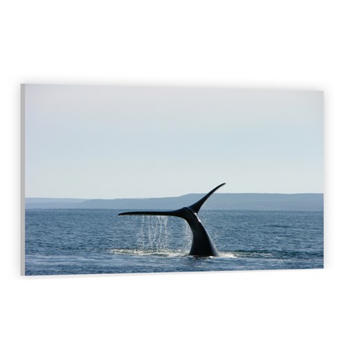 UVDS 주방아트보드 고래의 꼬리, 1개