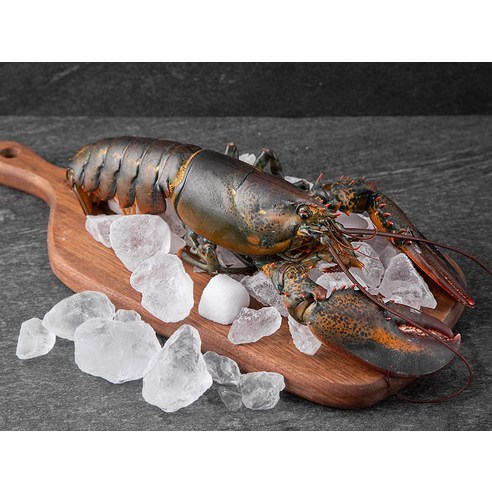 바다의 진수가 담긴 바이킹마켓 캐나다산 활랍스터