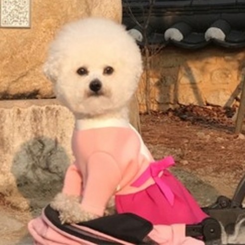 바이담수미 강아지 생활한복 올인원치마 + 핑크나비 세트, 핑크
