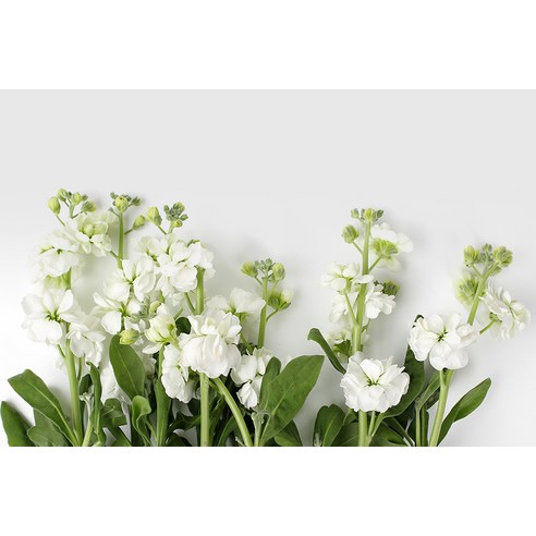 사랑과 향기를 더하는 생화 스토크 센터피스 꽃다발