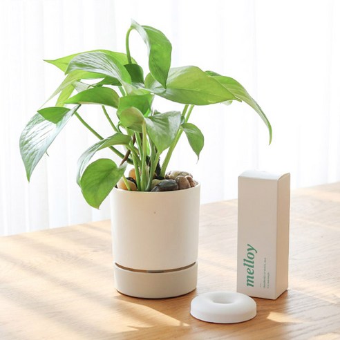 메이크정글 공기정화식물 디퓨저팟 스킨답서스 식물 기프트 세트, 화이트, 1세트
