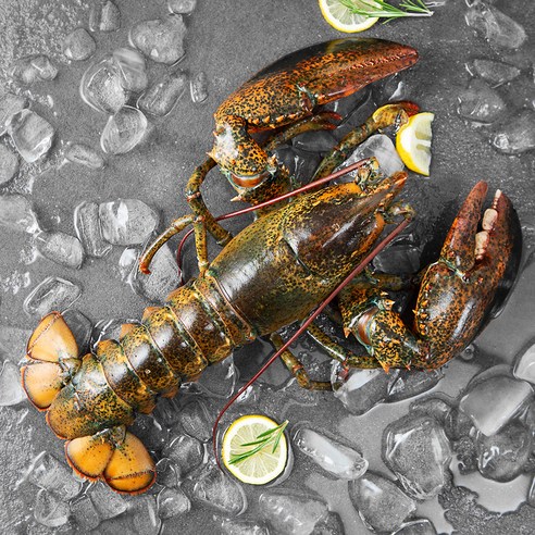 바이킹 마켓 활 랍스타, 2kg이상, 1개