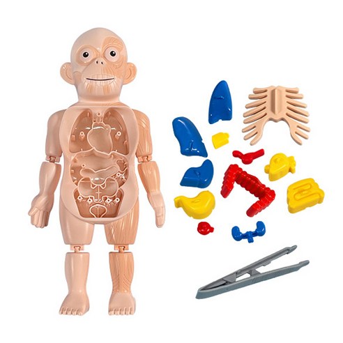 文具 學習用品 科目 準備 科學 實驗 解剖 模型 人體 解剖
