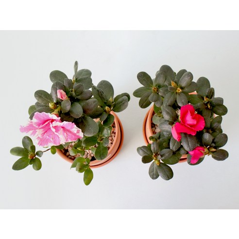 가정에 봄을 가져오는, 아름답고 오랫동안 개화하는 철쭉 화분