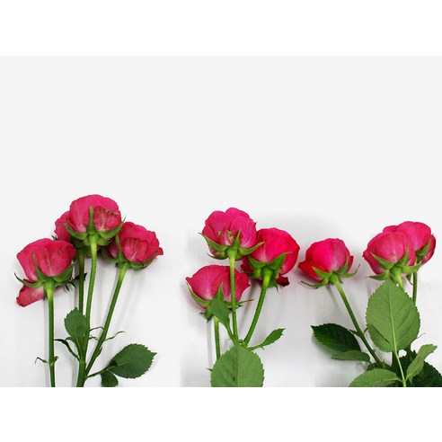 로즈피아 생화 장미, 매혹적인 진한 핑크색, 섬세하고 우아한 꽃송이, 아름다운 추억을 남기는 선물, 플라워푸드 동봉, 오랫동안 신선한 상태 유지