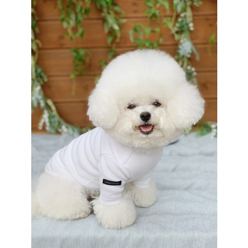 伴侶  寵物產品  小狗  貓  組合使用  服裝  T卹  狗  狗  狗