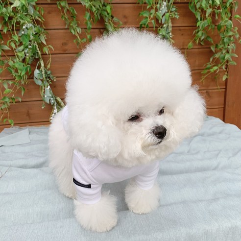 伴侶  寵物產品  小狗  貓  組合使用  服裝  T卹  狗  狗  狗