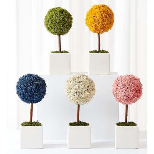 園藝 園藝 用品 園藝 苔蘚 植物 苔蘚 用於園藝