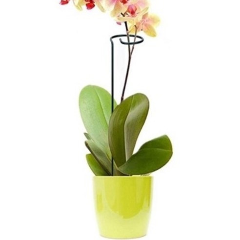 싱그러운 정원을 위한 섬세한 선택, 올어바웃하나 식물 지지대 고리형 중