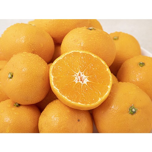 신선하고 품질 좋은 강서시장 새벽경매 하우스 감귤