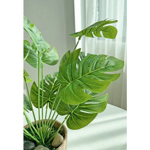 싱그러움을 더하는 공간, 베누디 몬스테라 조화