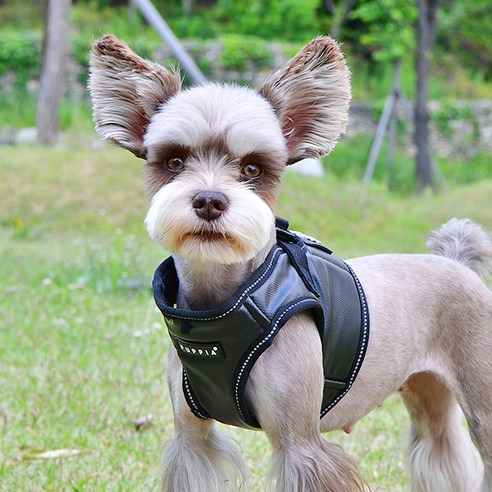 퍼피아 올치 강아지 빛 반사 셀럽 하네스 B형, 블랙