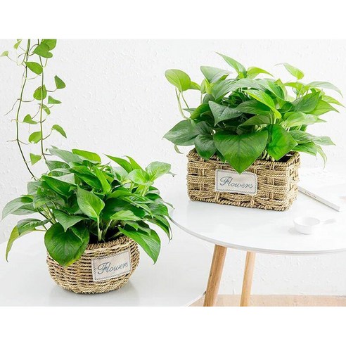 자수 포인트 라탄 화분으로 당신의 공간에 자연의 아름다움을 담으세요.