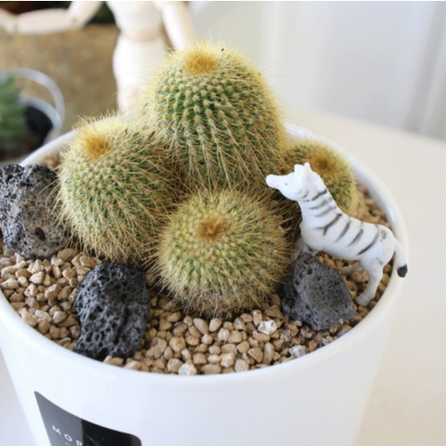 칙칙한 공간에 숨결을! 모리앤 데코화산석 흑색 소자로 완성하는 나만의 작은 정원