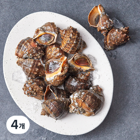 아라보감 산지직송 남해안 자연산 참소라, 1kg(소), 4개