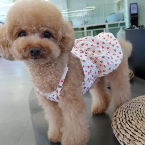 바이굄 반려동물 꽃송이 호박치마, 레드