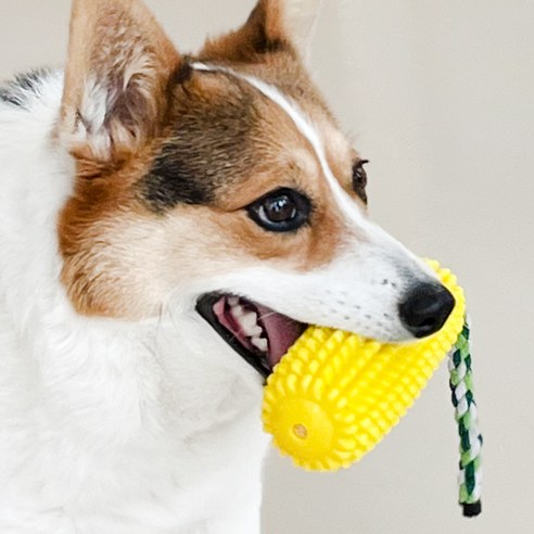 드방스 애견 강아지 이갈이 장난감 – 노랑색 1개 강아지 용품