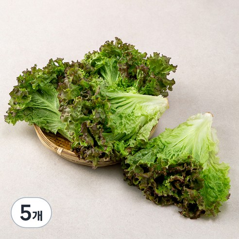 국내산 포기상추, 1kg, 5개