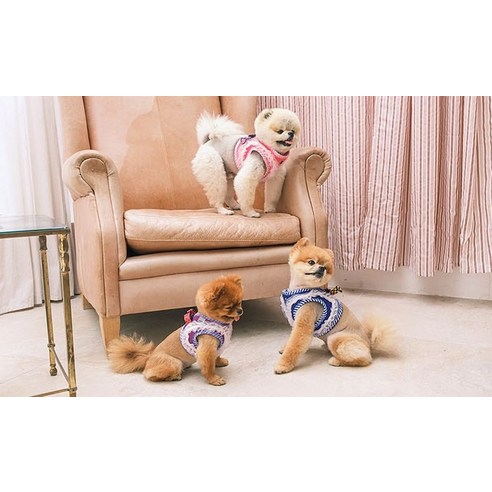 伴侶 寵物用品 小狗用品 背帶 寵物狗 狗狗 狗狗 小狗 小狗 寵物狗