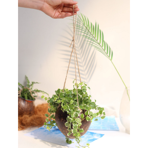 園藝 園藝 用品 園藝 花盆 園藝 花盆 花盆 花盆