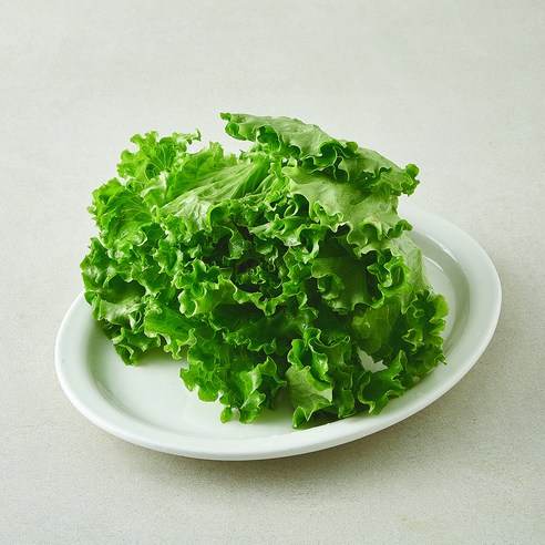 [로켓프레시] 뿌리가 생생한 바타비아