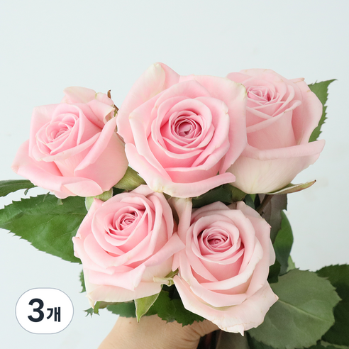 모리앤 장미 생화단 5대, 코튼캔디 핑크, 3개