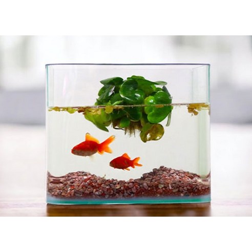 작은 공간에 펼쳐지는 아름다운 수중 세계, 미미네아쿠아 라운드 오픈 수조 어항