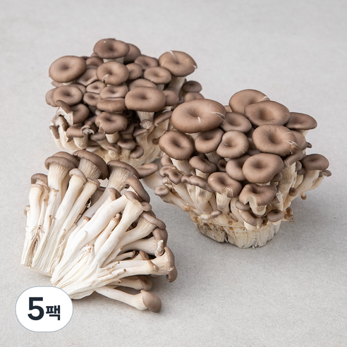 국내산 참맛 느타리버섯, 800g, 5팩