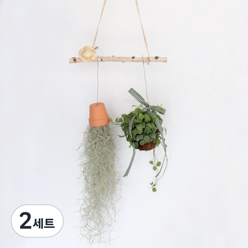 모리앤 생화 플랜테리어 행잉식물 수염 틸란드시아 + 디시디아 + 자작나무 세트, 혼합색상, 2세트
