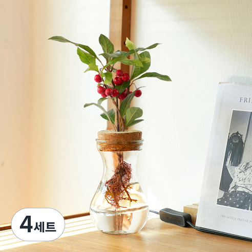메이크정글 공기정화 수경재배 식물 천냥금 글래시 No 9 DIY 세트, 혼합색상, 4세트
