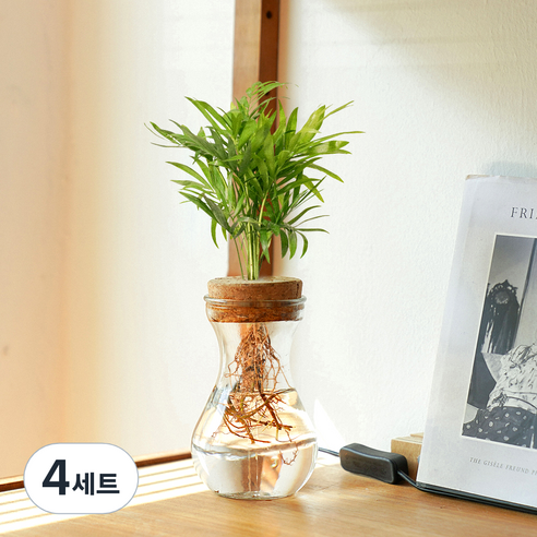 메이크정글 공기정화 수경재배 식물 테이블야자 글래시 No 9 DIY 세트, 혼합색상, 4세트