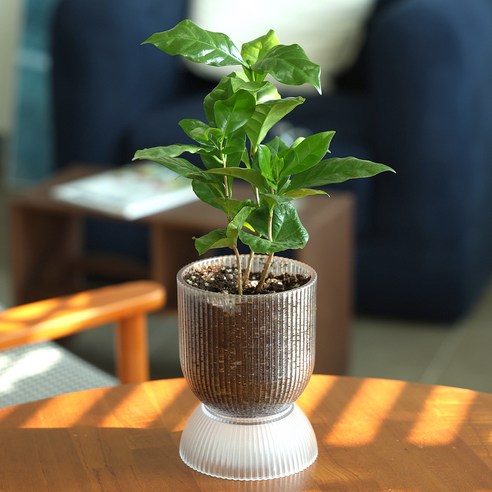 메이크정글 공기정화식물 커피나무 오브제화분 고블렛형 1호 세트, 투명, 1세트
