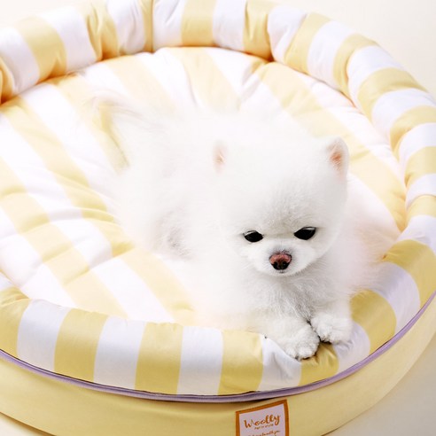 무더운 여름, 사랑하는 반려동물에게 시원한 휴식을 선물하세요.