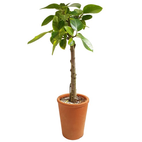 자연을 담은 아름다움, 나라아트 절구통 옹기토분