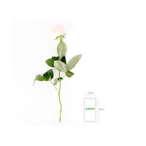 분홍빛 장미의 수줍은 우아함으로 공간에 조화와 감동을 더하세요.
