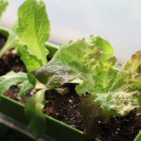 삭막한 도시 속 나만의 힐링 정원, 투톤 텃밭 키트