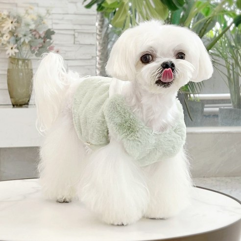 伴侶  寵物產品  小狗  貓  聯合使用  服裝  狗  狗  狗  狗